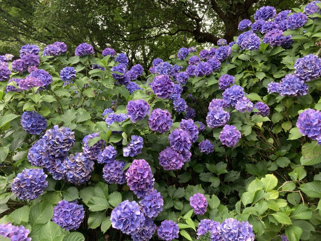 多摩川台公園のあじさい